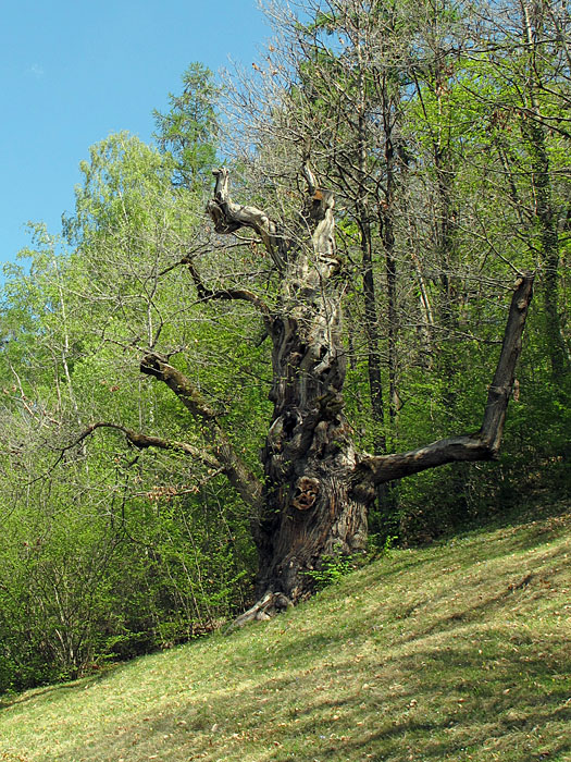 Alter knorriger Baum