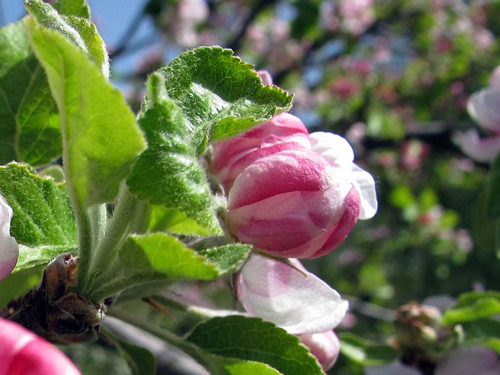 Hier oben sind noch nicht alle Apfelbl&uuml;ten ge&ouml;ffnet