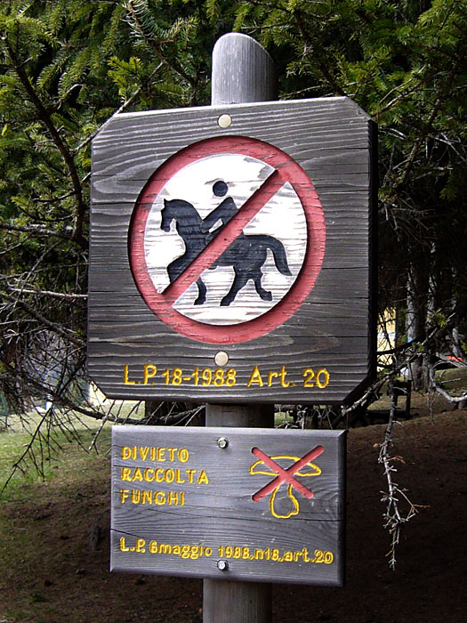 Vom Pferd aus darf man keine Pilze pfl&uuml;cken ;-)