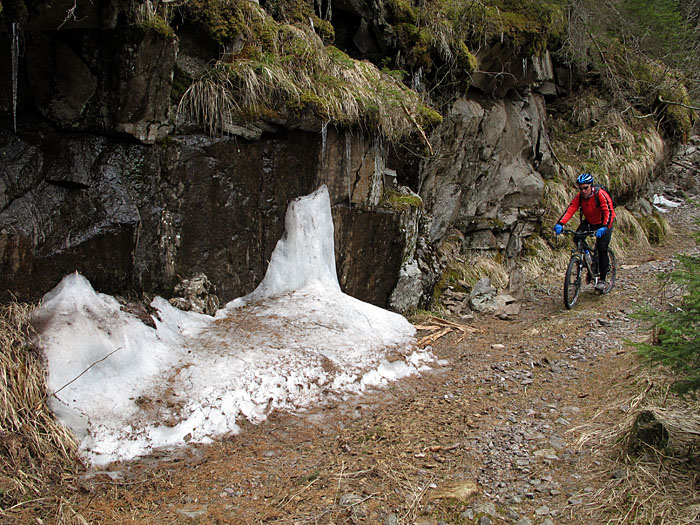 ... und nicht nur Zapfen
