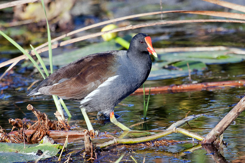 Es gab auch harmlosere Tierchen