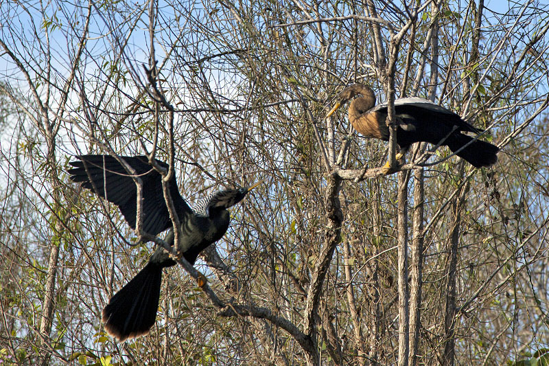 Zwei Anhingas streiten sich