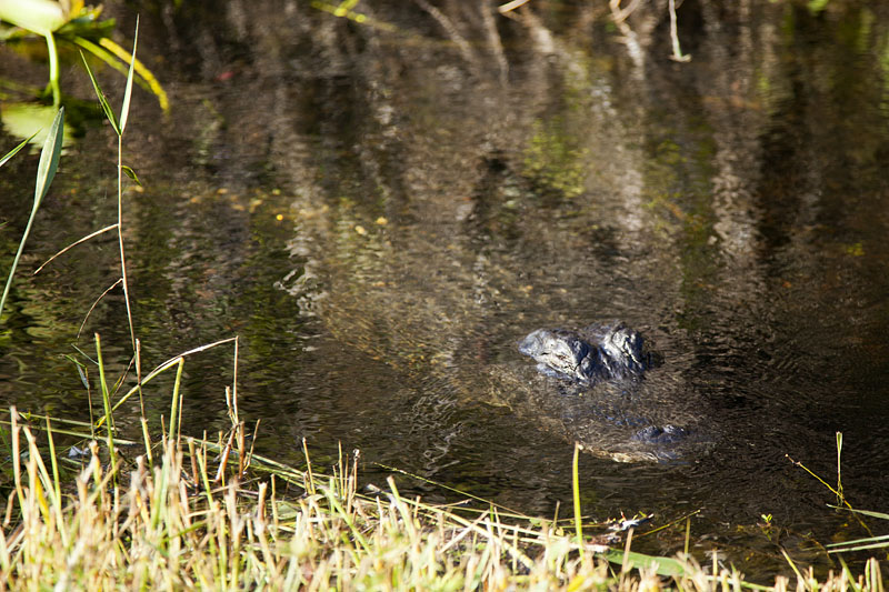 Der Gator taucht gerade ab