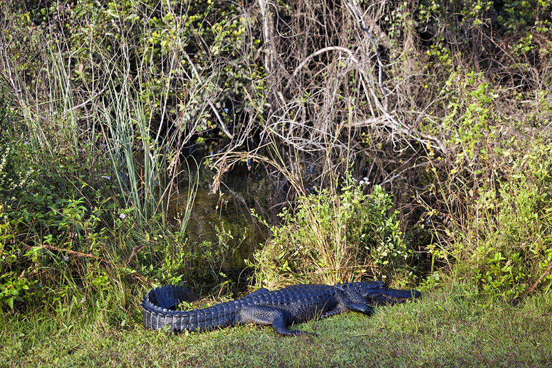 Die Panzerechsen liegen direkt am Weg