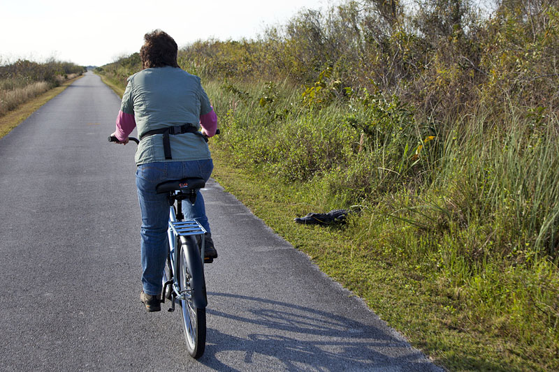 So langsam gew&ouml;hnen wir uns an den Anblick der Gators