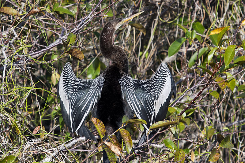 Ein Anhinga trocknet seine Fl&uuml;gel
