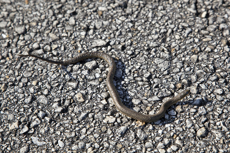 Schlange quert unseren Weg