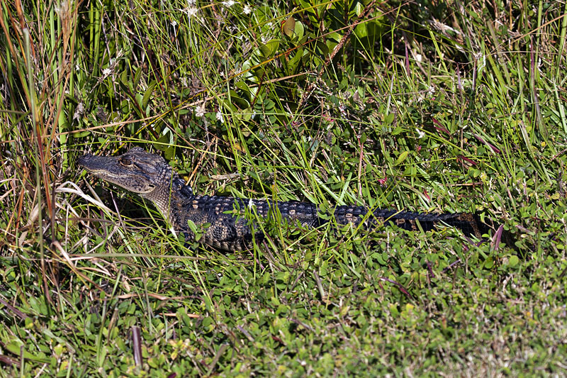 Auch junge Echsen lassen sich blicken