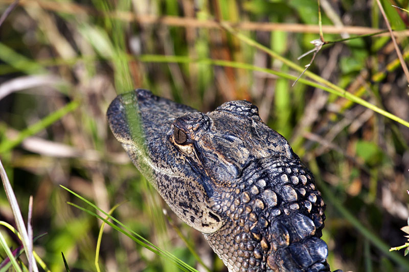 Noch sieht er niedlich aus
