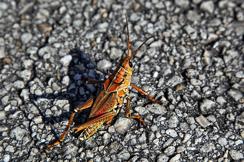 Oh Schreck, ein Heupferd