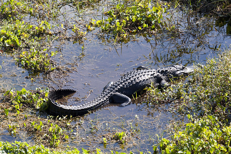 Unten warten die Schnappies