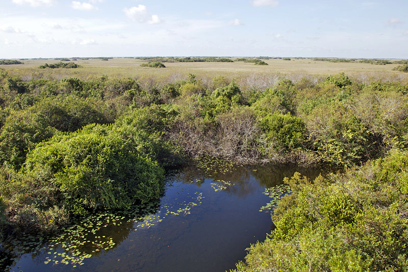 Blick vom Aussichtsturm &uuml;ber die Everglades