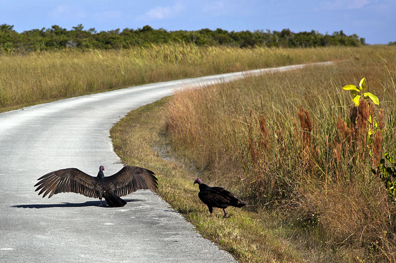 ... gibt es auch gefr&auml;&szlig;ige V&ouml;gel in Form von Truthahngeiern