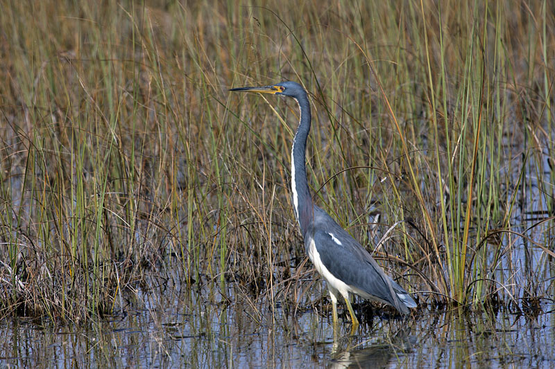 ... und die Zahl der V&ouml;gel steigt