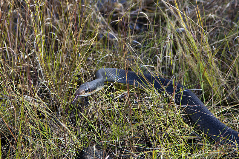 Aber auch andere Reptilien lassen sich blicken