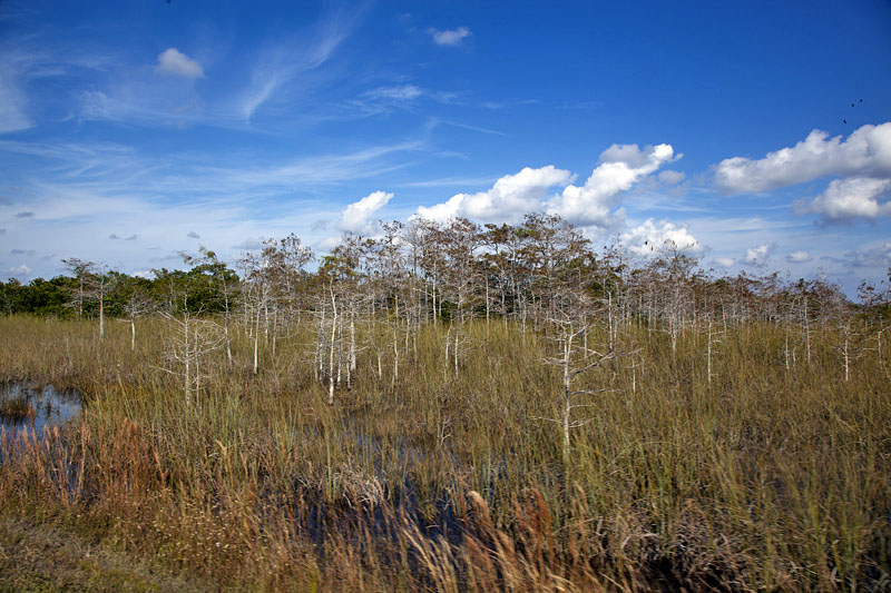 Die B&auml;ume nehmen zu