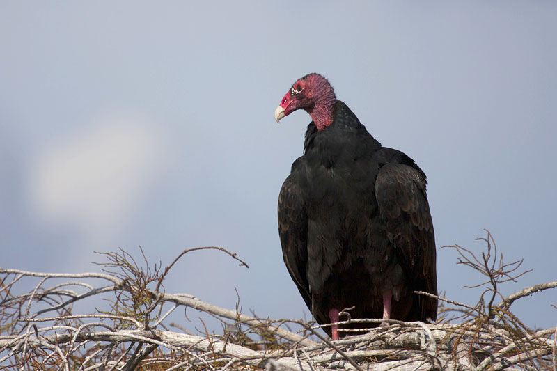 Truthahngeier auf Beobachtungsposten