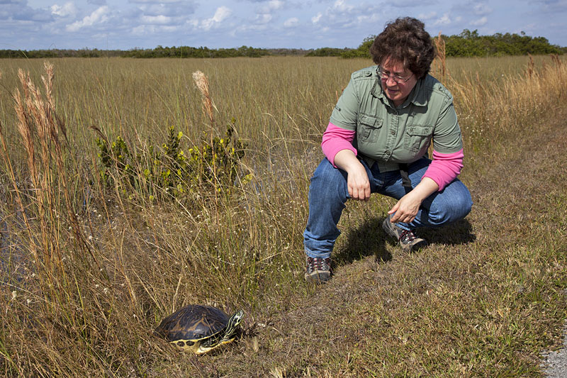 Wasserschildkr&ouml;te beim Sonnenbad