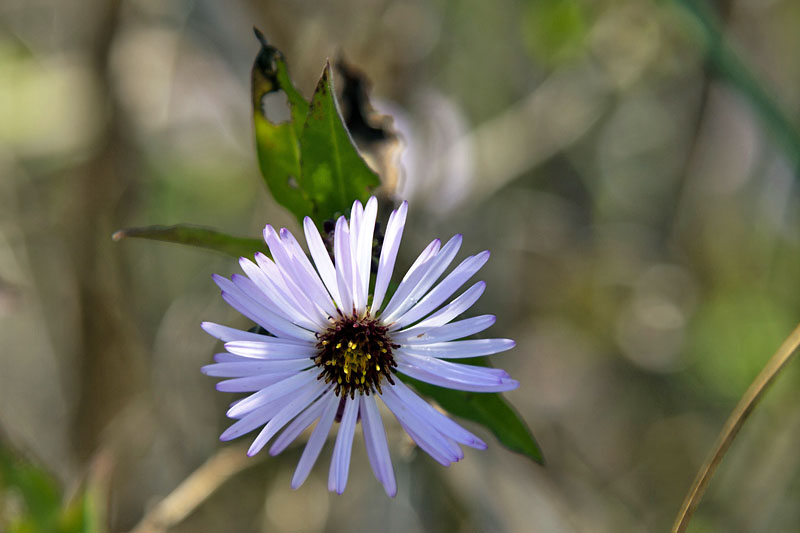 Zarte Pfl&auml;nzchen ...