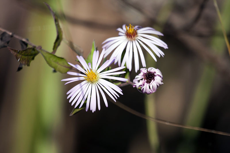 ... mehr oder weniger verbl&uuml;ht