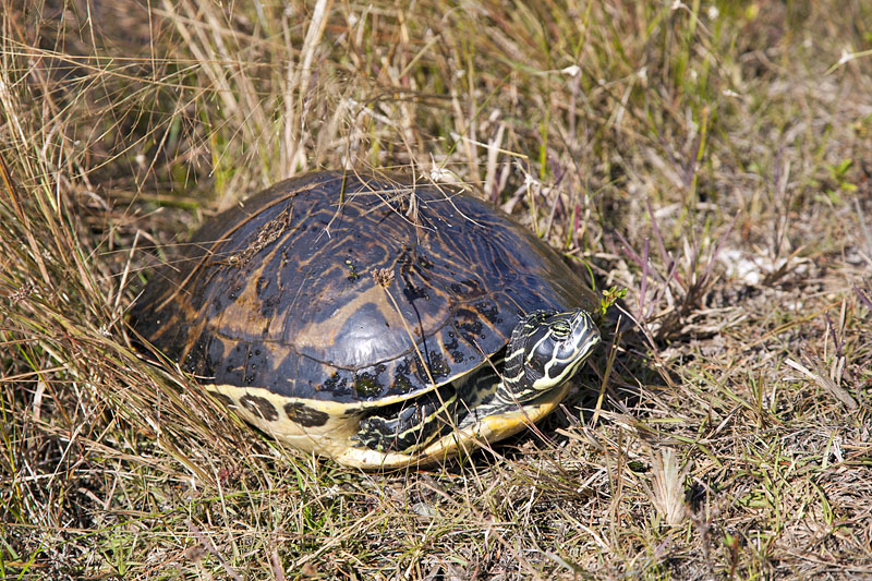 Sie m&ouml;chte in Ruhe gelassen werden