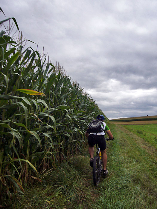 Am Maisfeld entlang in die H&uuml;gel