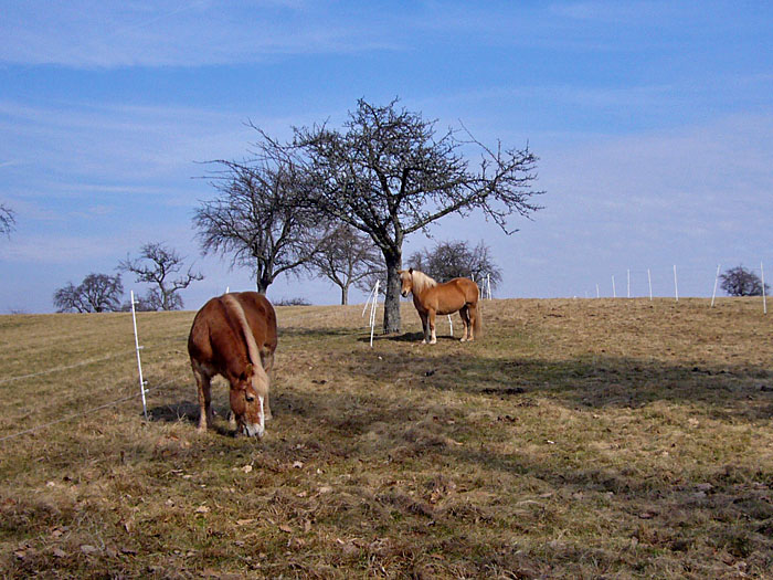 Noch ein paar Pferdle