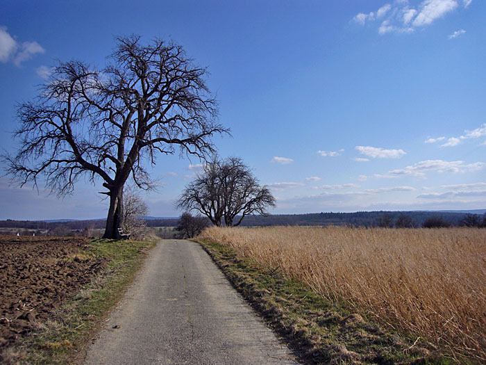 Jetzt fehlen noch die Bl&auml;tter an den B&auml;umen
