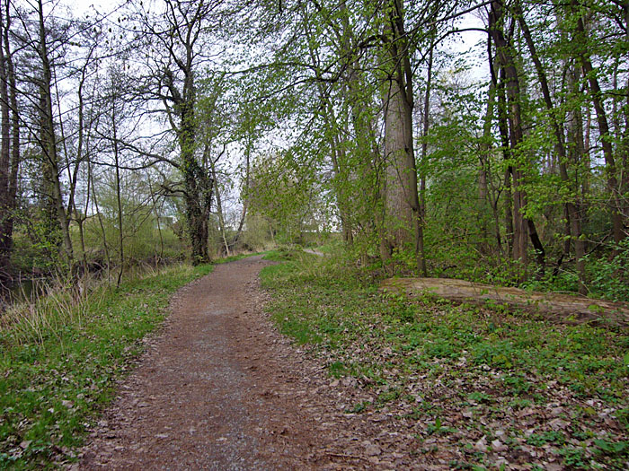 Einsamer Waldweg