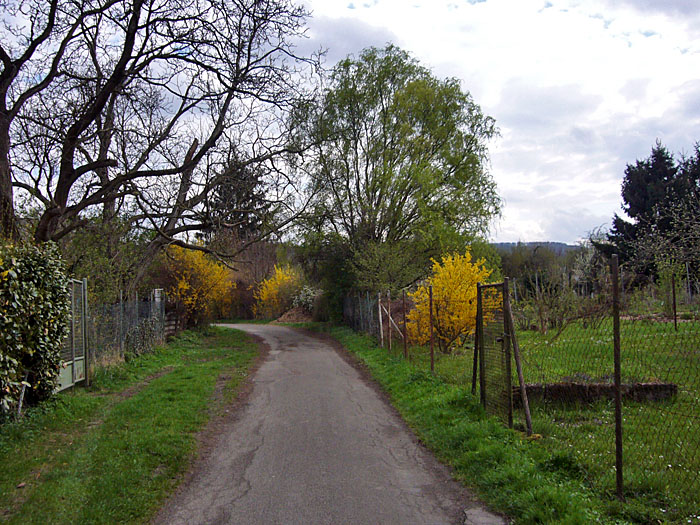 Ohne Sonne sind die Fr&uuml;hlingsfarben blass :-(