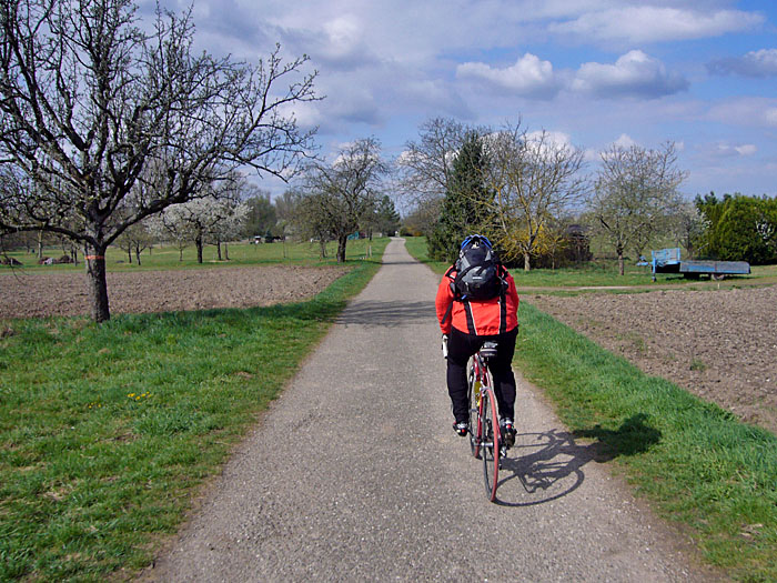 Die B&auml;ume bl&uuml;hen ...