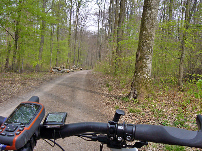 Durch den Wald nach Mutschelbach