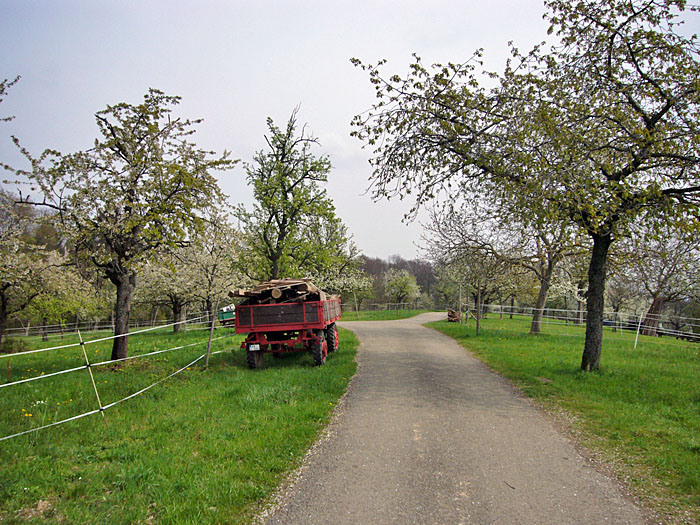 Bl&uuml;hende Obstb&auml;ume