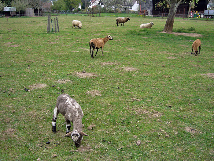 M&auml;&auml;&auml;h!