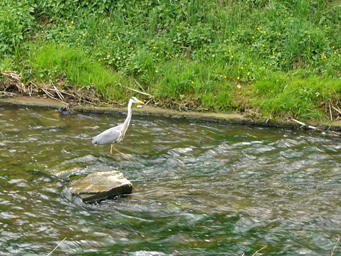 Reiher beim Fischen, besser als ein Fischer beim Reihern ;-)