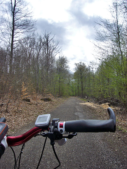 Dunkle Wolken &uuml;ber dem Wald