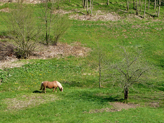 Auch die Pferdle freuen sich ...