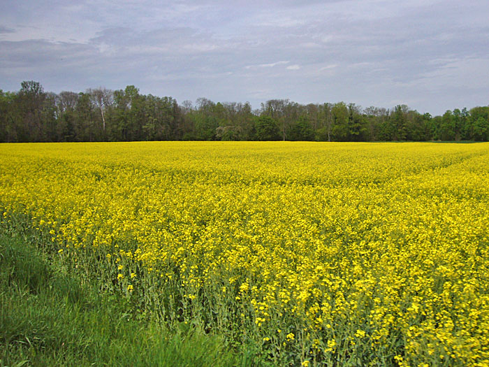 &Uuml;berall bl&uuml;hen die Rapsfelder