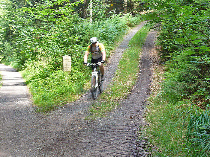 Abfahrt durch den Wald