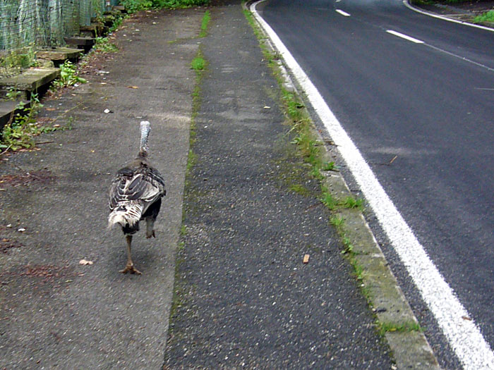 Das Abendessen auf der Flucht ;-)
