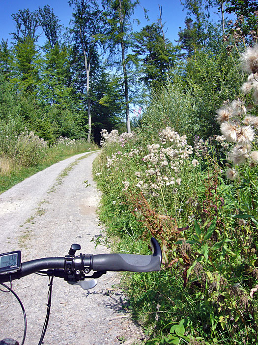 Diese B&uuml;sche schicken ihre Samen durch die Luft ...