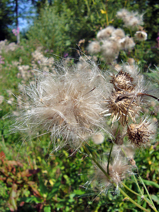 ... diese landen dann kitzelnd im Gesicht