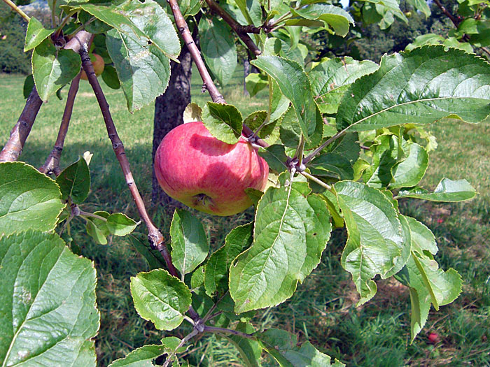 Bald sind die &Auml;pfel reif