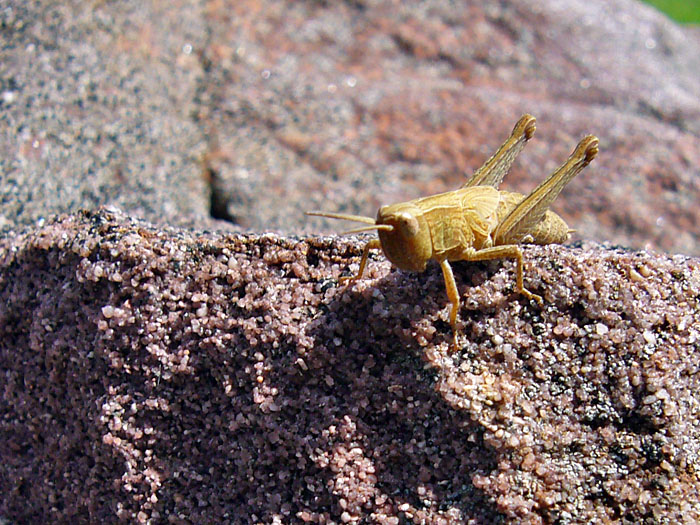Aus Grash&uuml;pfer wird Steinh&uuml;pfer ;-)