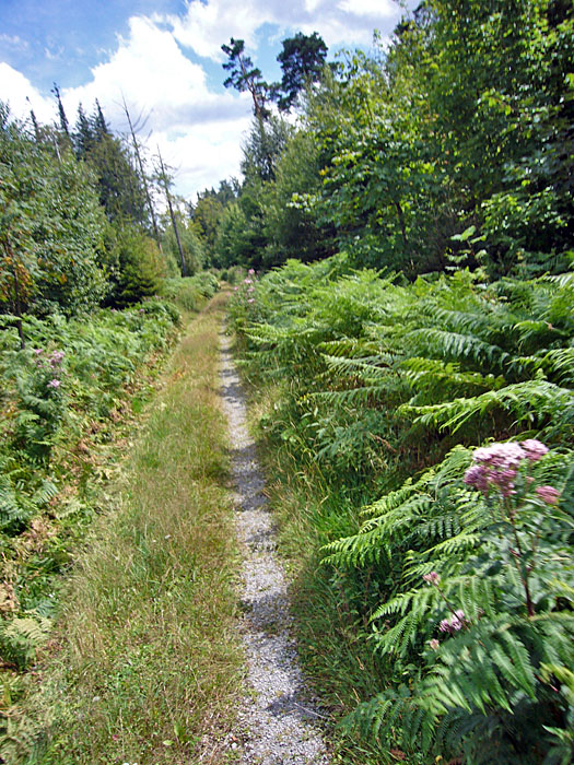 Farne und Brennessel greifen nach meinen Beinen