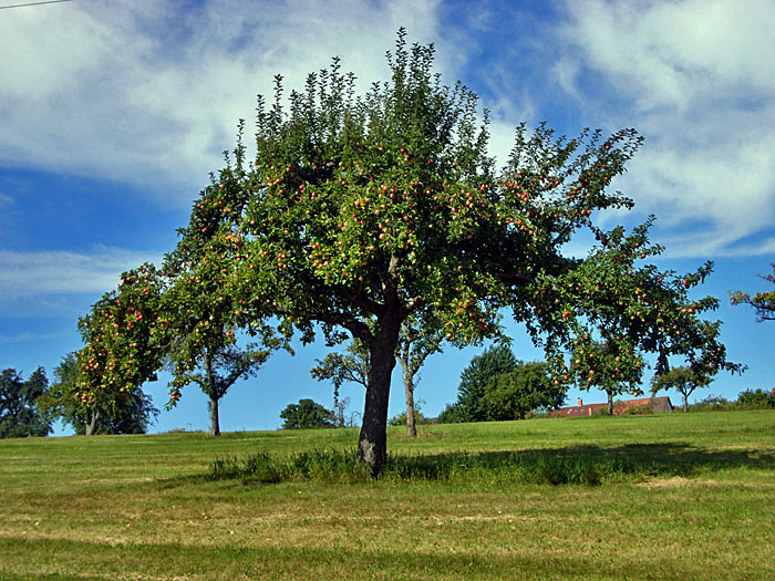 Die &Auml;pfel sind langsam reif