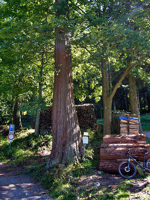 Hier oben gibt es Mammutb&auml;ume