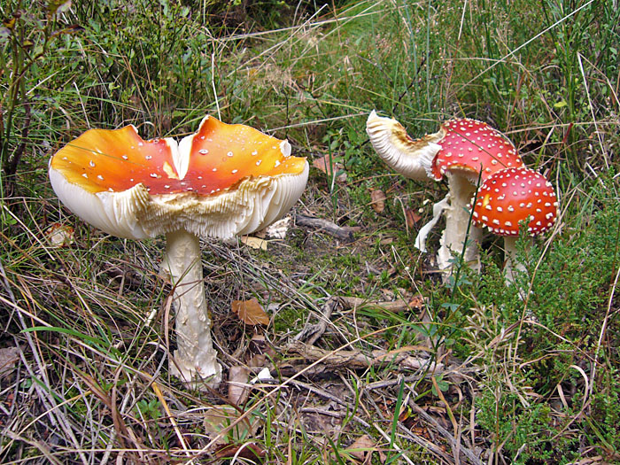 Fliegenpilze am Wegesrand