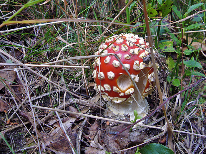 Fliegenpilze am Wegesrand