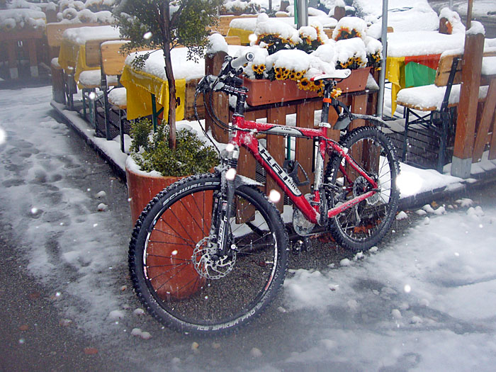 Das Ross wartet brav im Schnee